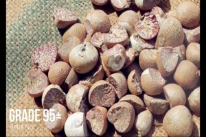 Nuez de Areca (Betel) partida from Indonesia